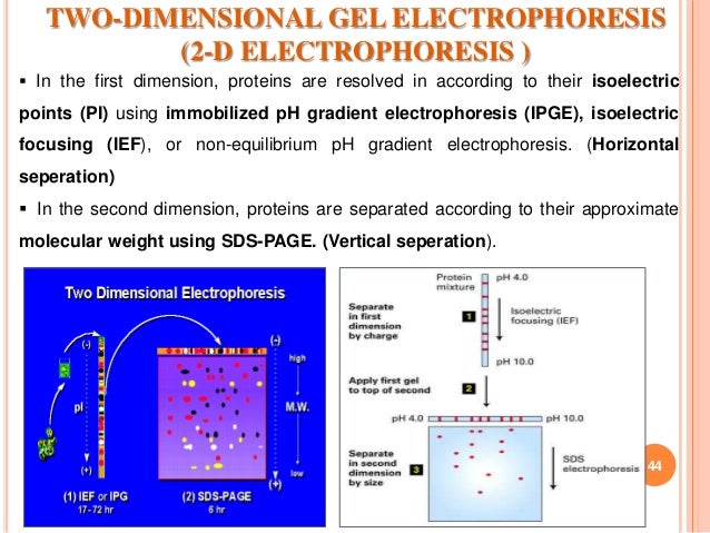 Zone Electrophoresis. Chromatographic and Electrophoretic Techniques